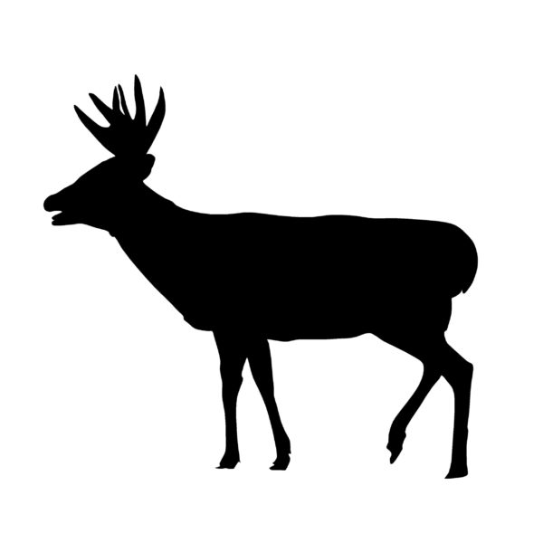 Whitetail Deer Decal