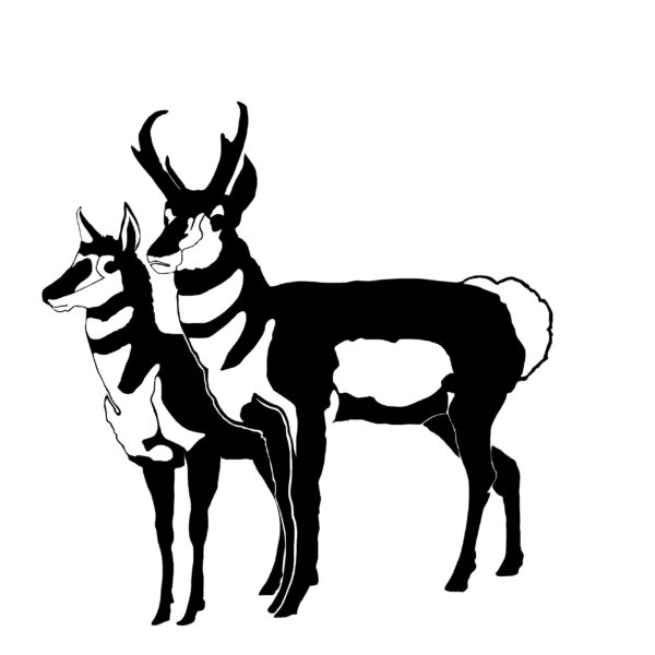 Pronghorn Antelope Pair Hunting Decal