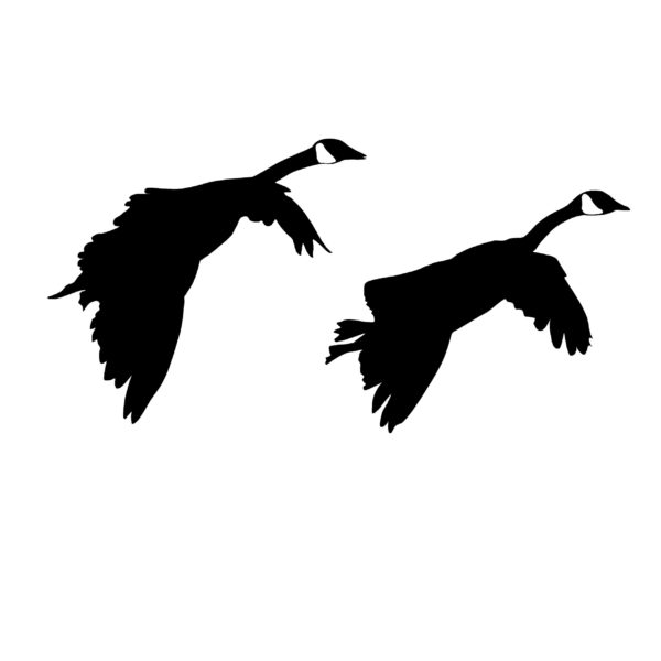 Pair of Geese Gliding In Hunting Decal - Hunting Sticker - 2019