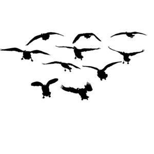 Cacks Comin at Ya! Goose Hunting Decal - Goose Hunting Sticker