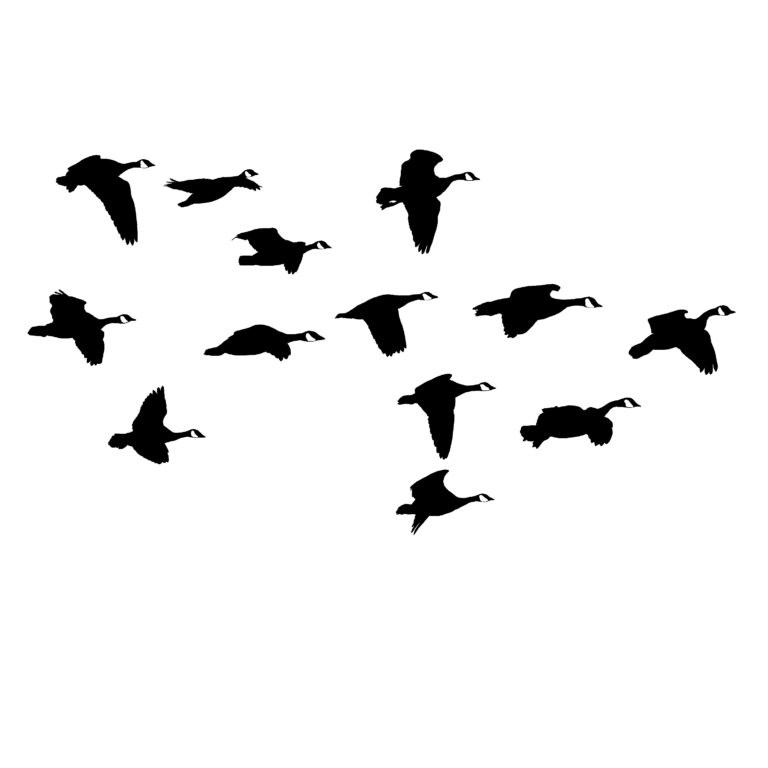 Mess of Geese Flying By! Goose Hunting Decal - Hunting Sticker - 2028