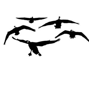 Canada Geese From the Front Hunting Decal-  Hunting Sticker - 2035