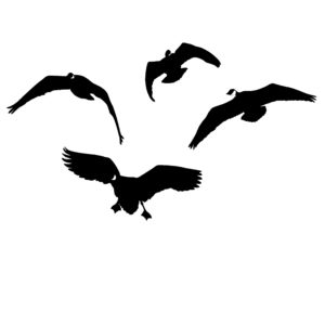Canada Geese From the Front Hunting Decal - Hunting Sticker - 2036