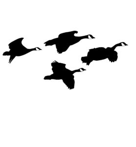 Canada Geese From the Side Goose Hunting Decal