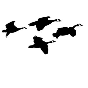 Canada Geese From the Side Goose Hunting Decal