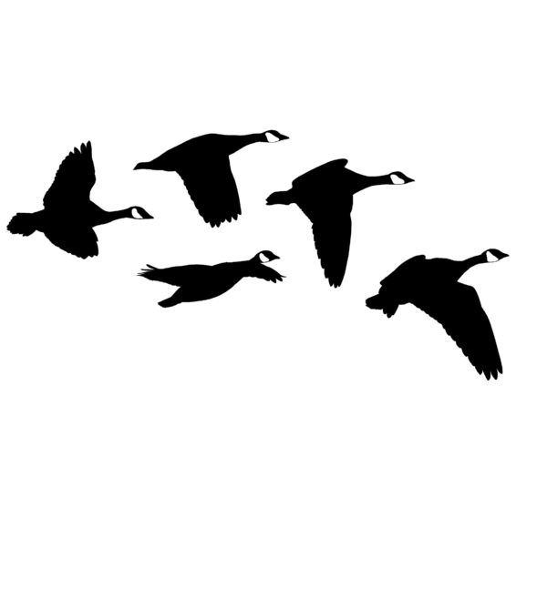 Canada Geese From the Side Hunting Decal - Hunting Sticker