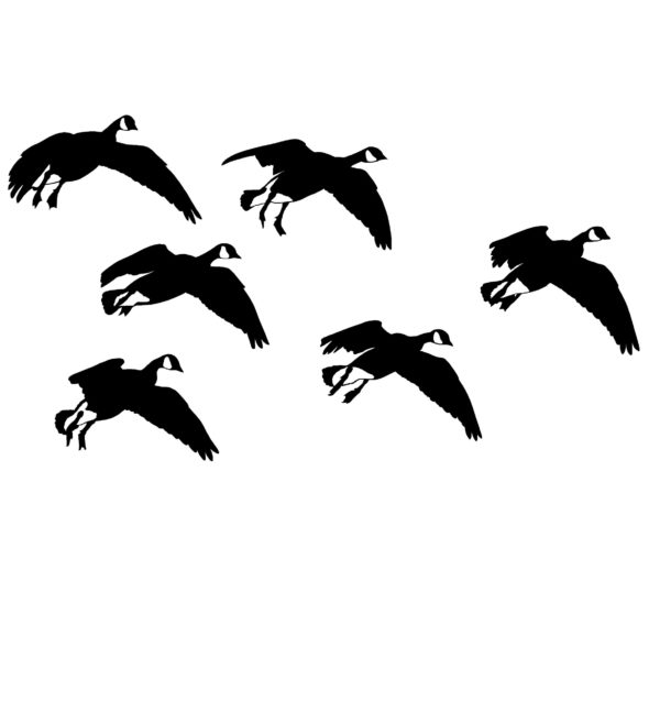 Canada Geese Feet Down Hunting Decal