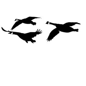 Goose Hunting Decal - Canadian Geese Flyin' In! - 2050