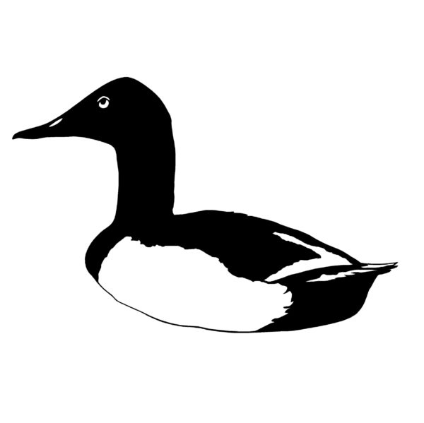Canvas Back Sitting on the Water Duck Hunting Decal - Hunting Sticker - 5037