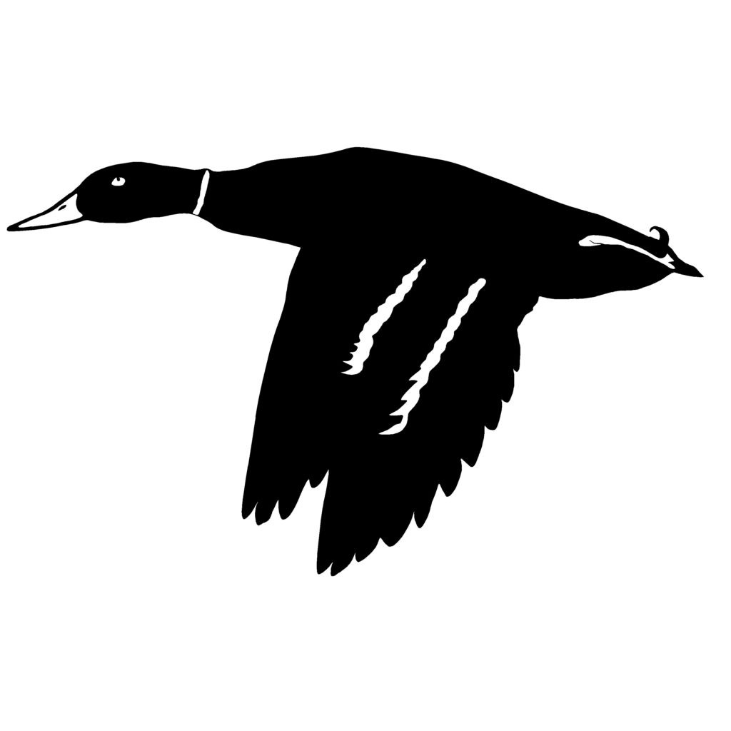 Mallard in Flight Duck Hunting Decal - Mallard in Flight Duck Sticker