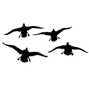 4 Ducks Comin' at Ya Duck Hunting Decal - Hunting Sticker - 5053