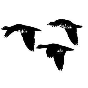 Flyin' By! Waterfowl Hunting Decal