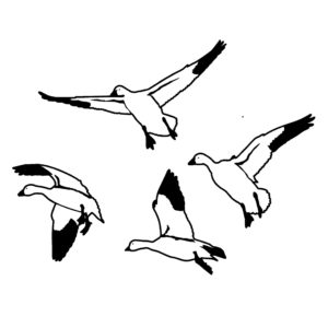 Snow goose Snow Geese - Snow Goose Hunting Decal - 6006