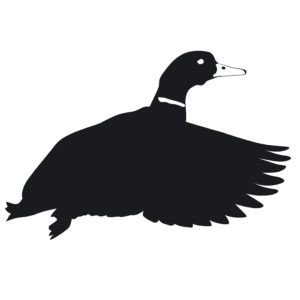Duck Taking Off! Duck Hunting Decal - 7034