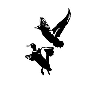 Ducks Lifting Off the Water Hunting Sticker - 7043