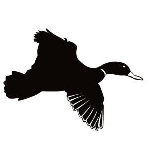 Duck Fly By Decal