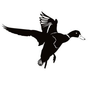 Duck Dropping In Duck Hunting Decal
