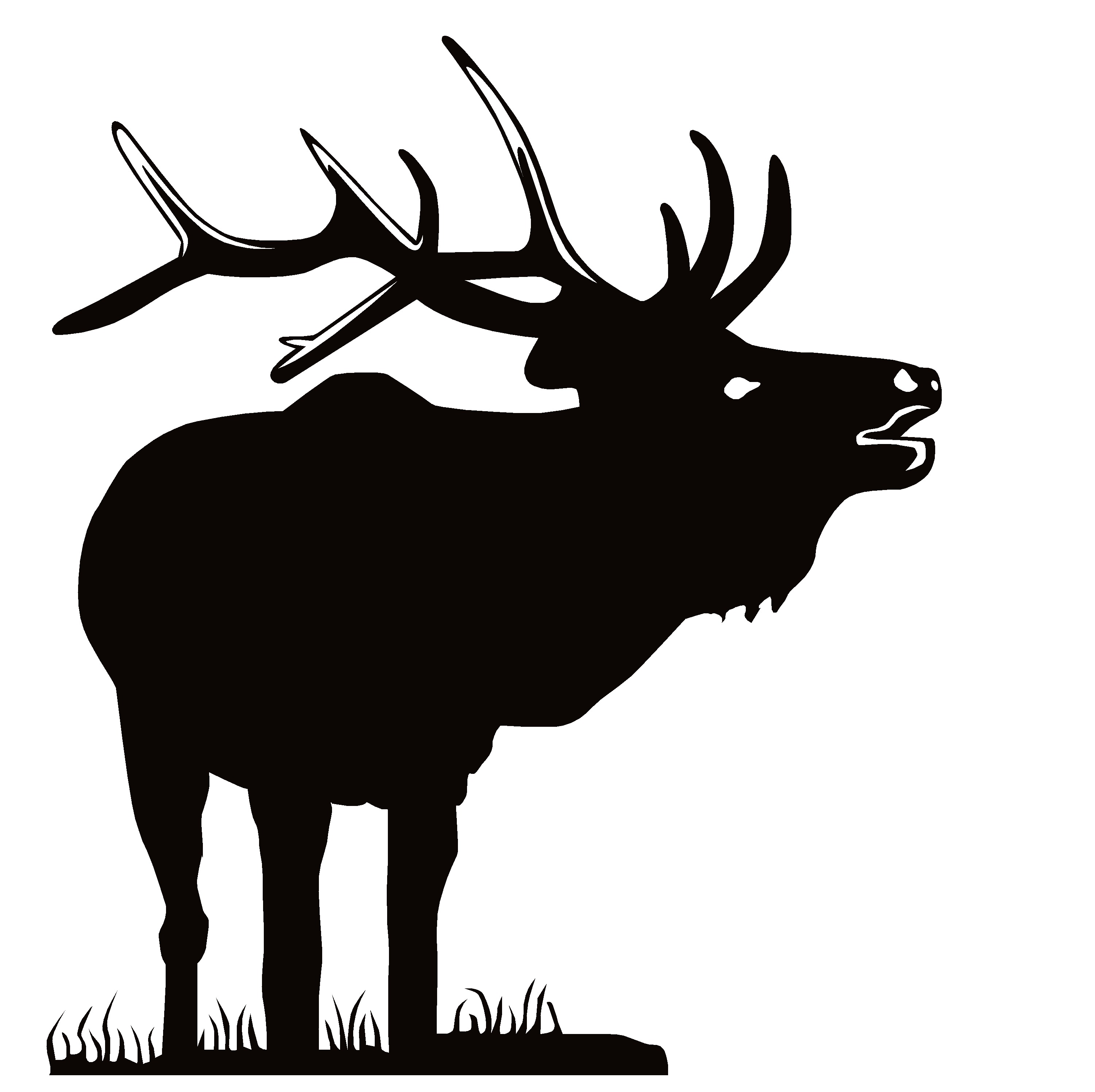 bull elk calling