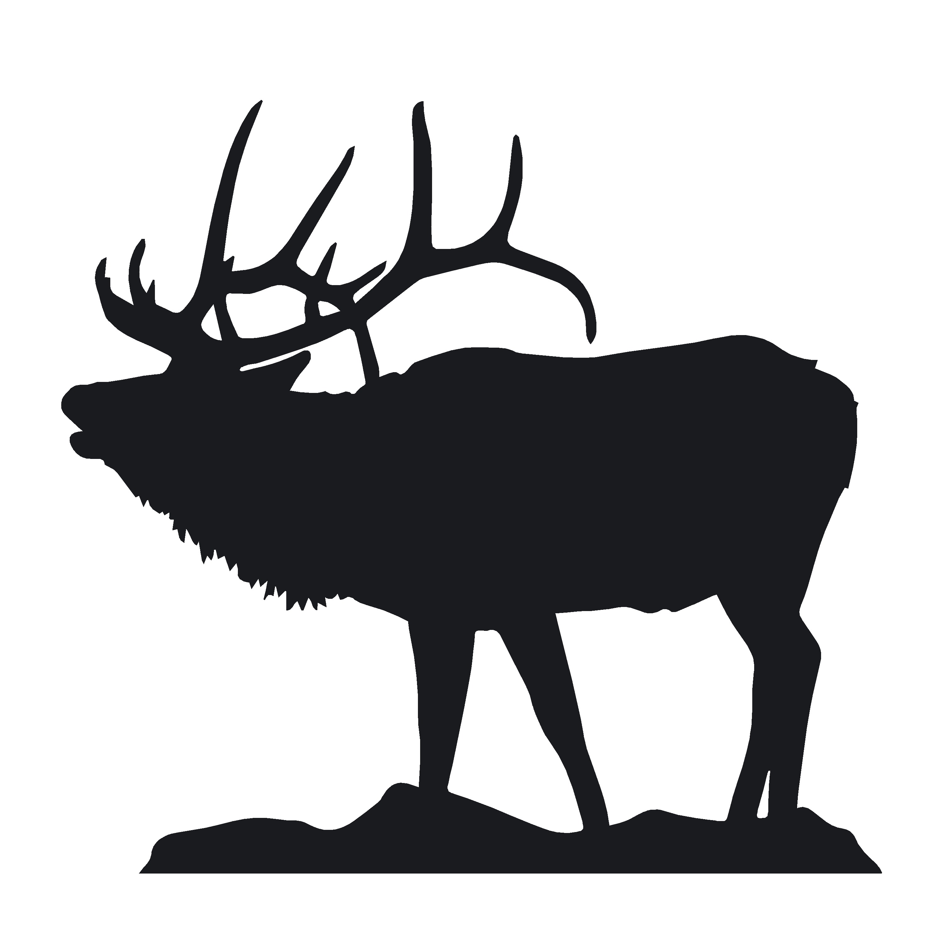 bull elk calling